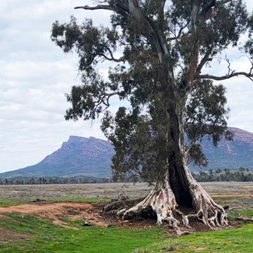Painting trip: The Flinders Ranges