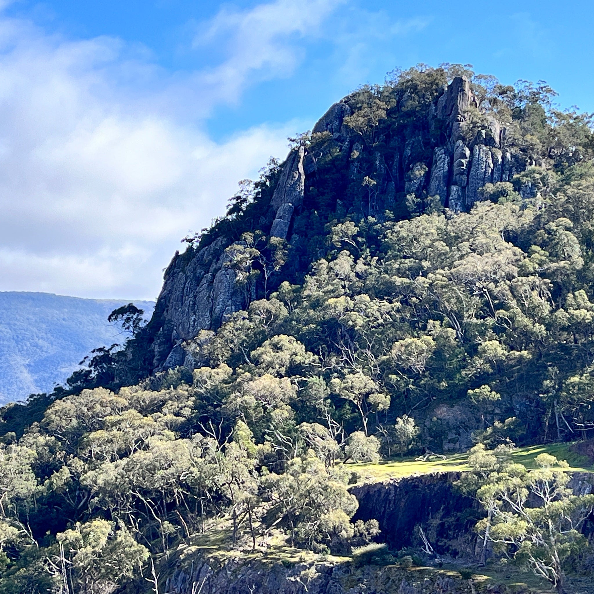 Grampians Brushes 2025