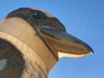 Kookabura balloon feature image