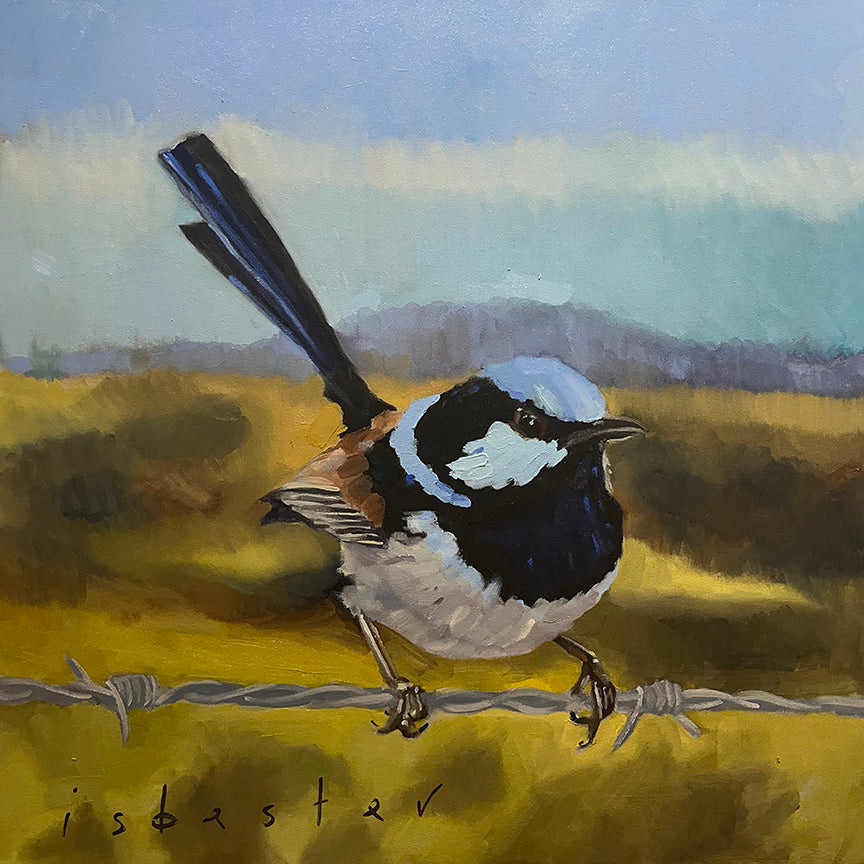 Superb Blue Wren | Canvas Print