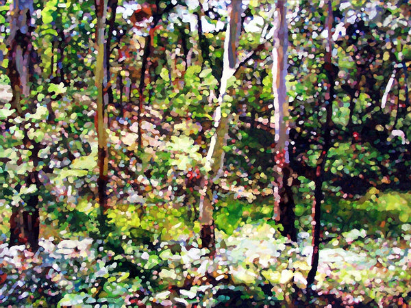 Neville Forest | Canvas Print