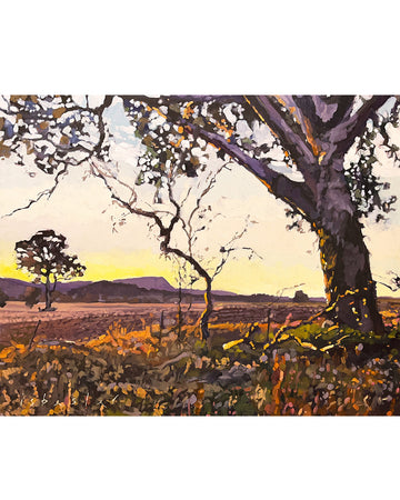 Late Arvo Gold | Canvas Print